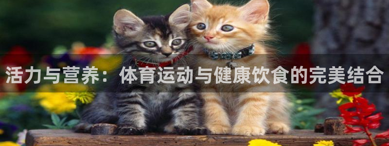 球速体育：活力与营养：体育运动与健康饮食的完美结合