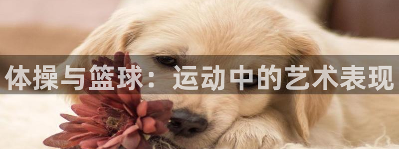 球速体育：体操与篮球：运动中的艺术表现