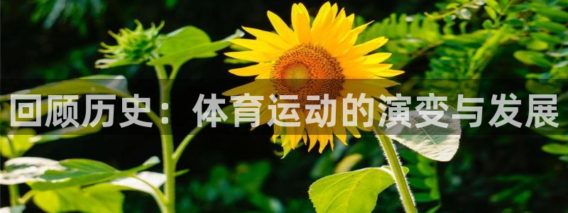 球速体育